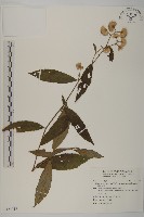 大頭艾納香藏品圖，第1張