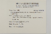 大頭艾納香藏品圖，第2張