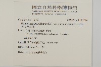 大頭艾納香藏品圖，第2張