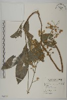 大頭艾納香藏品圖，第1張