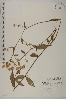 大頭艾納香藏品圖，第1張