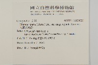 大頭艾納香藏品圖，第2張