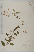 大頭艾納香藏品圖，第1張