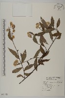 大頭艾納香藏品圖，第1張