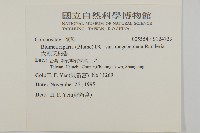 大頭艾納香藏品圖，第2張