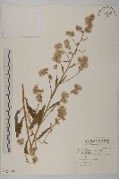 旗山艾納香藏品圖，第1張