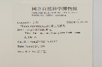 旗山艾納香藏品圖，第2張