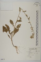 旗山艾納香藏品圖，第1張