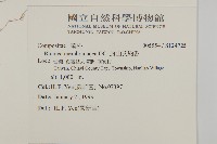 旗山艾納香藏品圖，第2張