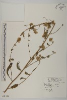 裂葉艾納香藏品圖，第1張