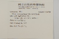 裂葉艾納香藏品圖，第2張