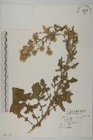 裂葉艾納香藏品圖，第1張