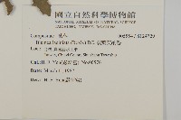 裂葉艾納香藏品圖，第2張