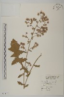 裂葉艾納香藏品圖，第1張