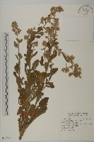 生毛將軍藏品圖，第1張