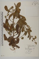 毛將軍藏品圖，第1張