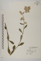 毛將軍藏品圖，第1張