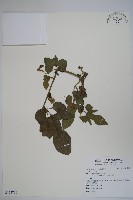 登錄號:S124736藏品圖，第1張