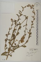 登錄號:S124736藏品圖，第3張