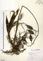 紅鶴頂蘭、紅鶴蘭、鶴頂蘭藏品圖，第1張