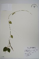 鷗蔓藏品圖，第1張