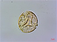 俄氏草、台閩苣苔藏品圖，第1張