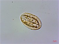 俄氏草、台閩苣苔藏品圖，第2張