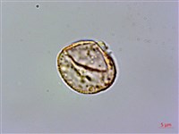 俄氏草、台閩苣苔藏品圖，第3張