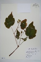 水鴨腳藏品圖，第1張