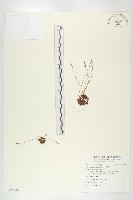 小毛氈苔藏品圖，第1張