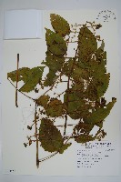 鵲不踏藏品圖，第1張