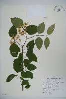 紅子莢迷藏品圖，第1張