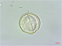 紅子莢迷藏品圖，第4張