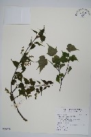 大屯尖葉槭, 川上氏槭藏品圖，第1張