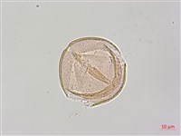 烏皮九芎、奮起湖野茉莉藏品圖，第2張