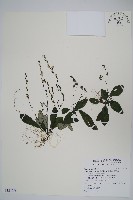 哈哼花藏品圖，第1張