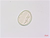 野鴉椿藏品圖，第2張