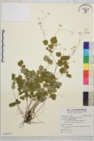 傅氏唐松草藏品圖，第1張