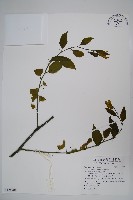 毛花山柑藏品圖，第1張