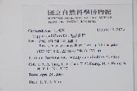 毛花山柑藏品圖，第2張