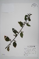 多子漿果莧藏品圖，第1張