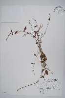 蔓雞冠、絹毛莧藏品圖，第1張