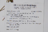 蔓雞冠、絹毛莧藏品圖，第2張