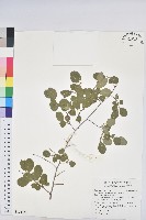 多花油柑、白仔藏品圖，第1張