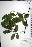 疏花魚藤藏品圖，第1張