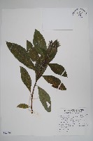 假酸漿藏品圖，第1張