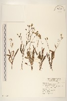 兔仔菜藏品圖，第1張