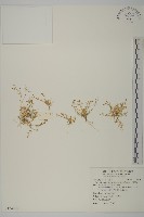 瓜槌草、漆姑草藏品圖，第1張