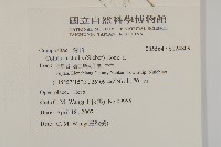 南方山芫荽藏品圖，第2張