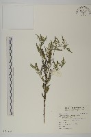 豬草、瘤果菊藏品圖，第1張